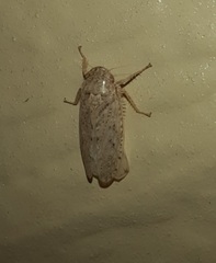 Curtara insularis