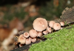 Mycena renati
