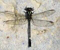 Progomphus phyllochromus