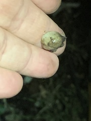 Testacella haliotidea