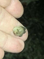 Testacella haliotidea