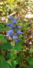 Lobelia siphilitica