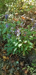 Lobelia siphilitica