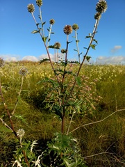 Echinops