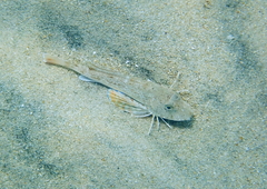Chelidonichthys