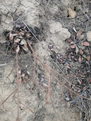 Goniolimon speciosum