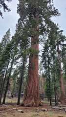 Sequoiadendron giganteum