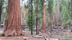 Sequoiadendron giganteum