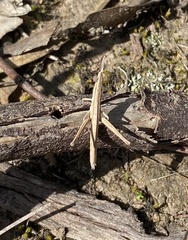 Vandiemenella viatica