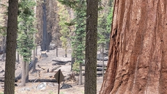 Sequoiadendron giganteum