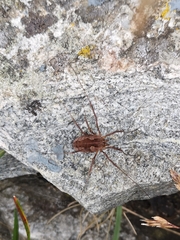 Mitopus