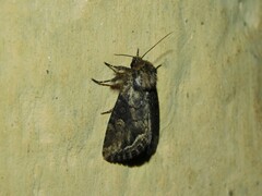 Manga melanodonta