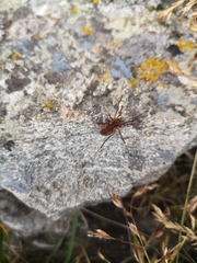 Mitopus