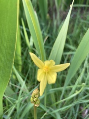 Bulbine bulbosa