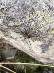 Mitopus