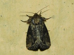 Manga melanodonta