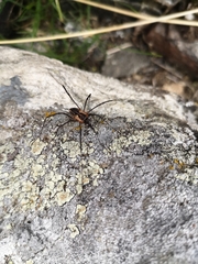 Mitopus