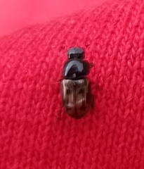 Chilothorax distinctus