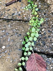 Evolvulus nummularius