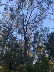 Eucalyptus melanophloia