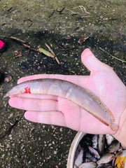 Macrognathus siamensis