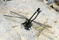 Progomphus phyllochromus