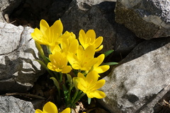 Sternbergia lutea