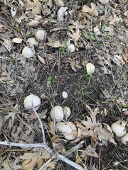Calvatia booniana