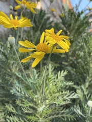 Euryops pectinatus