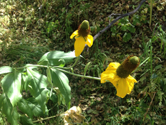 Rudbeckia californica