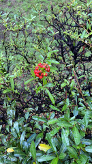 Pyracantha coccinea