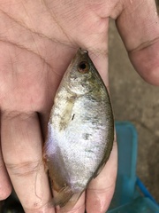 Trichopodus trichopterus