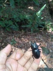 Lucanidae