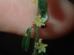 Phyllanthus hirtellus