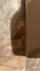 Cyclophora nanaria
