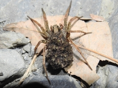 Pardosa pseudoannulata