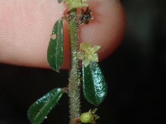 Phyllanthus hirtellus
