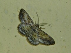 Zamarada ascaphes