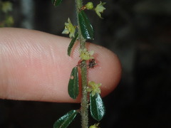 Phyllanthus hirtellus