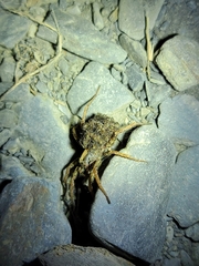 Pardosa pseudoannulata