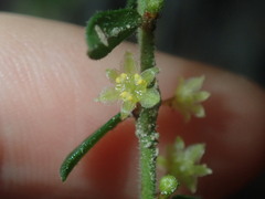 Phyllanthus hirtellus