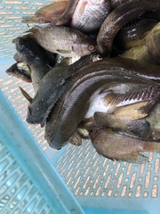 Channa striata