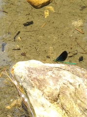 Matrona basilaris