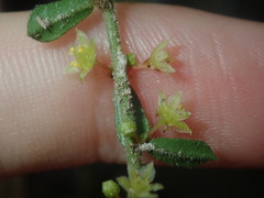 Phyllanthus hirtellus