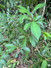 Ardisia squamulosa