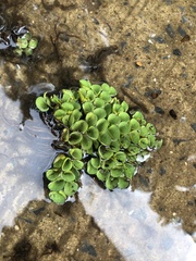 Salvinia cucullata