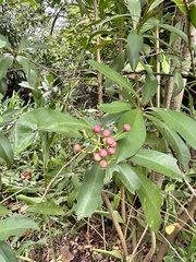 Ardisia squamulosa