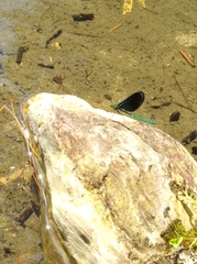 Matrona basilaris