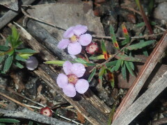 Euryomyrtus ramosissima
