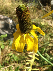 Rudbeckia californica